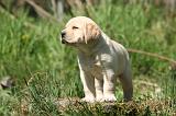 LABRADOR 1155